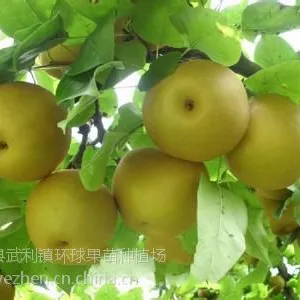 供应 优质易养黄花梨苗 沙梨苗 果树苗当年种当年结果