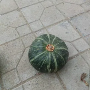 ����˹�Ϲ�