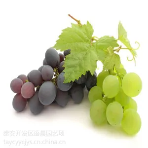 金手指葡萄苗 南方北方种植包邮