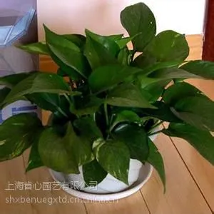 省心园艺供应上海***的植物租赁,长宁花卉租赁