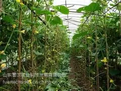 想要优质的蔬菜温室大棚建设***富尔农业科技|蔬菜大棚建造
