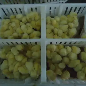 ��Ӧ����С����ת�� ��������� �����