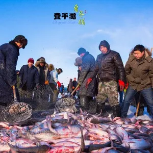 西安查干湖鱼代理***_查干湖胖头鱼厂家直销