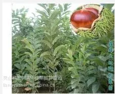 长期批发大红袍板栗苗 嫁接板粟苗 板栗苗风栗 栗子苗风栗苗