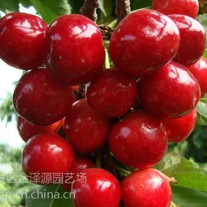 ӣ���磬 1���ּ�����������ӣ����۸�1���ְ���������ӣ�������