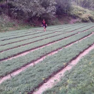 供应白皮松