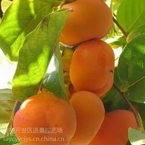 长期低价销售现货合柿柿子树苗