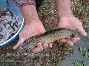 广州市宏丰水产供应纯种台湾泥鳅苗及水花