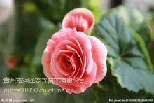【丽格海棠价格?丽格海棠批发】