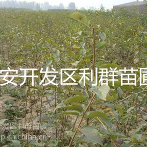 ��Ӧ������ӣ�������� ����������ӣ������ֲ�������� ���ﰫ��ӣ����