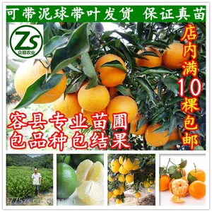 砂糖桔苗 嫁接砂糖桔树苗 四会砂糖桔南方地栽盆栽果树 众顺农业