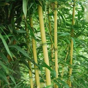 北方耐寒绿化竹子专业种植户易活成活***质优观叶风景树