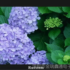 Ruoston诺视通32寸高清液晶监视器工业级液晶显示器厂家.