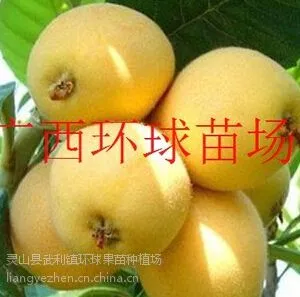 批发供应 广东大五星枇杷苗 枇杷苗 果大香甜