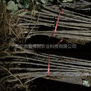 晚熟苹果优良品种 瑞阳苹果苗