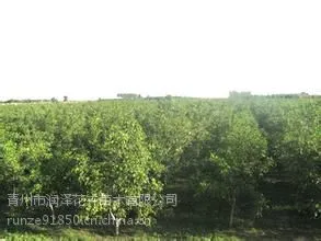 【直径粗5公分—10公分核桃树 核桃树价格】