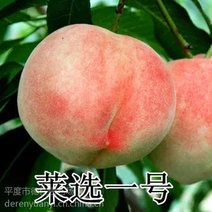 山东平度大泽山 莱选一号桃树苗 离核果树苗 南北方种植桃树苗 晚熟离核