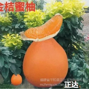 广西哪里有卖金桔蜜柚苗,正达蜜柚提供优惠价格