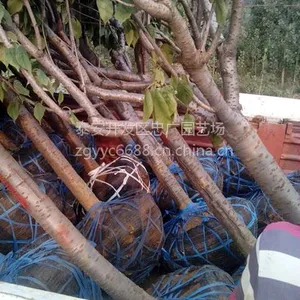 樱花树苗基地,直销5公分樱花,山东樱花批发厂家,占地樱花出售