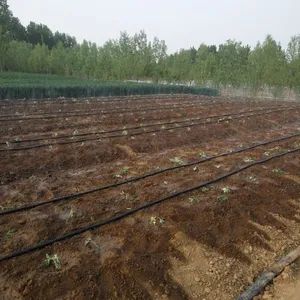 西藏适合种桃熏草莓苗吗/新疆能栽草莓苗吗