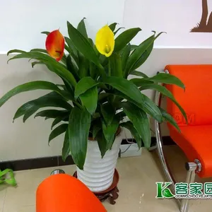 供应广州绿化苗木出租租摆及维护广州租花