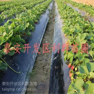 泰安甜查理草莓苗 甜查理草莓苗基地
