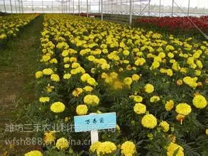 青州地区万寿菊草花交易价格是多少