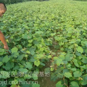 �޽�����ָ�����硢��Ʒ������ָ�������硢����ָ�����������