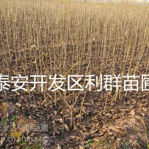 供应早实薄皮核桃树苗 薄壳核桃苗 8518核桃树苗价格