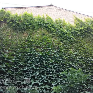 爬山虎种植基地 大量低价批发爬山虎 爬墙遮荫爬山虎爬藤苗