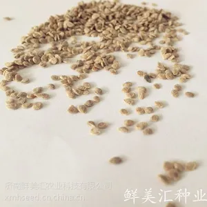 供应日本进口番茄(西红柿)嫁接砧木种子—青木
