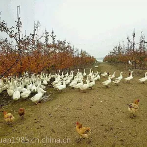 鹅苗、鹅苗价格、养鹅技术、白鹅供应--西洼家禽孵化场