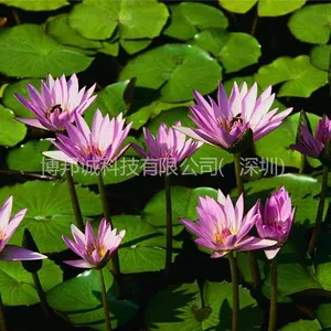 供应吉林46寸液晶拼接屏