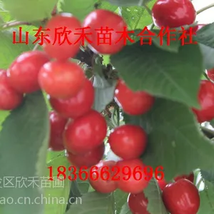 ����ӣ������ ӣ����۸� ӣ��С��