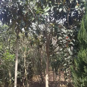 石楠,椤木石楠价格,潢川石楠报价,6公分粗石楠价格,8公分石楠价格,出售石楠,常年供应单杆石楠石楠球