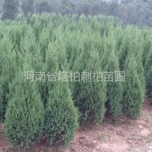 供应小刺柏苗基地河南省刺柏产地供应刺柏1米1刺柏价格1米2刺柏价格