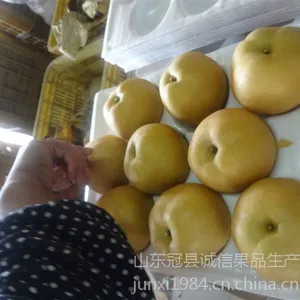 供应山东冠县诚信果品加工厂供应出口级丰水梨黄金梨山东梨鸭梨绿宝石梨