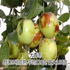 ֱ���޽������� ѩ���� ���Ʒ����ȫ