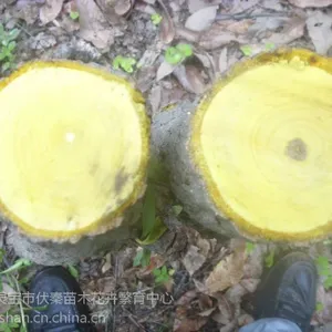 供应黄柏树杆树根疙瘩100吨