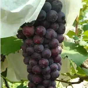 陕西户太8号葡萄基地,要量大价格可优惠!