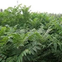 香椿苗 山东香椿树苗 甘肃香椿苗价格