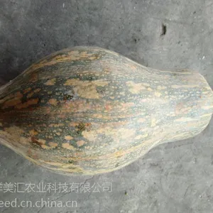 供应香芋南瓜种子