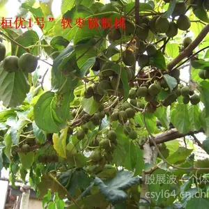 供应圆枣猕猴桃种苗--桓优1号