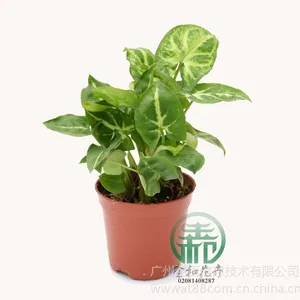 供应高度:18~23 冠幅:20~23 cm 叶数≥10片,森林之心合果芋,适宜温度:≥5℃较耐寒