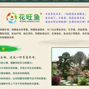 广州锦鲤鱼批发纯种日本锦鲤昭和红白大正丹顶