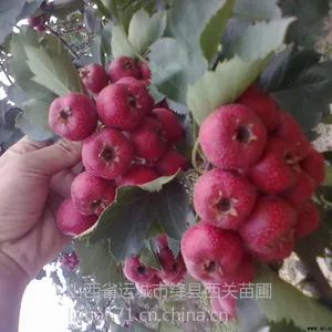 山楂|新鲜水果山楂大量上市,大金星山楂果,大棉球山楂苗大五棱甜山楂