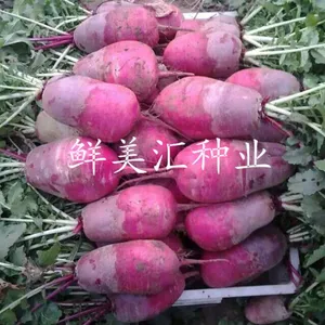 供应紫参水果萝卜种子