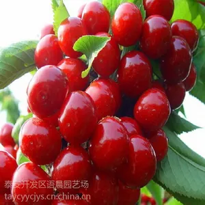 嫁接黑珍珠樱桃树苗 嫁接美早樱桃树苗