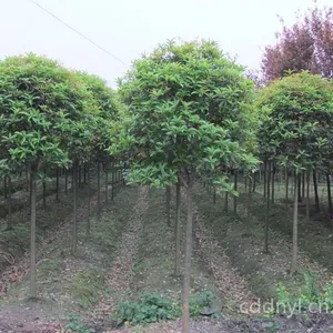 供应成都桂花价格  成都桂花报价 桂花品种 桂花规格
