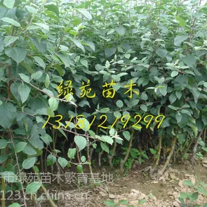 M9t337矮化苹果苗